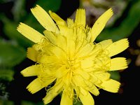 Hieracium alpinum 11, Saxifraga-Sonja Bouwman  Alpine hawkweed - Hieracium alpinum - Asteraceae familie; Grote St Bernard pas (Zw)