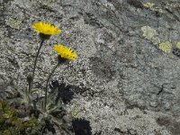 Hieracium alpinum 1, Saxifraga-Willem van Kruijsbergen