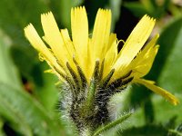 Hieracium alpinum 13, Saxifraga-Sonja Bouwman  Alpine hawkweed - Hieracium alpinum - Asteraceae familie