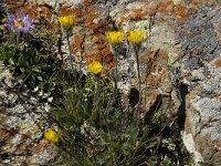 Hieracium alpinum 2, Saxifraga-Willem van Kruijsbergen