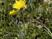 Hieracium alpinum 3, Saxifraga-Willem van Kruijsbergen