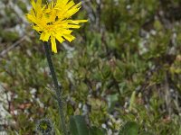 Hieracium alpinum 5, Saxifraga-Willem van Kruijsbergen