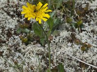 Hieracium alpinum 6, Saxifraga-Willem van Kruijsbergen