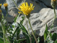 Hieracium alpinum 7, Saxifraga-Jan van der Straaten