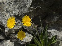 Hieracium alpinum 8, Saxifraga-Willem van Kruijsbergen