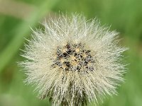 Hieracium amplexicaule 11, Stengelomvattend havikskruid, Saxifraga-Sonja Bouwman  1023. Stengelomvattend havikskruid - Hieracium amplexicaule - Asteraceae familie (i)