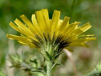 Hieracium amplexicaule 13, Stengelomvattend havikskruid, Saxifraga-Sonja Bouwman  1023. Stengelomvattend havikskruid - Hieracium amplexicaule - Asteraceae familie (i)