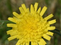 Hieracium amplexicaule 15, Stengelomvattend havikskruid, Saxifraga-Sonja Bouwman  1023. Stengelomvattend havikskruid - Hieracium amplexicaule - Asteraceae familie (i) Amsterdam