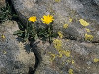 Hieracium amplexicaule 16, Stengelomvattend havikskruid, Saxifraga-Jan van der Straaten