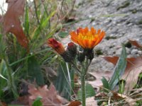 Hieracium aurantiacum 13, Oranje havikskruid, Saxifraga-Rutger Barendse