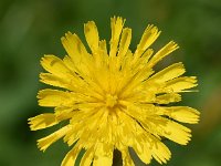 Hieracium caespitosum 10, Weidehavikskruid, Saxifraga-Sonja Bouwman  890. Weidehavikskruid - Hieracium caespitosum - Asteraceae familie (i) Odijk, Lauwersoog