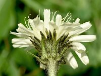 Hieracium intybaceum 11, Saxifraga-Sonja Bouwman  Hieracium intybaceum - Asteraceae familie