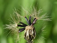 Hieracium laevigatum 7, Stijf havikskruid, Saxifraga-Sonja Bouwman  990. Stijf havikskruid - Hieracium laevigatum - Asteraceae familie (i)