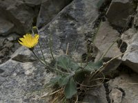 Hieracium mixtum 2, Saxifraga-Willem van Kruijsbergen