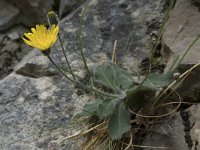 Hieracium mixtum 3, Saxifraga-Willem van Kruijsbergen