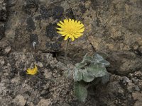 Hieracium mixtum 5, Saxifraga-Willem van Kruijsbergen