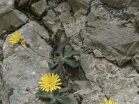 Hieracium mixtum 6, Saxifraga-Willem van Kruijsbergen