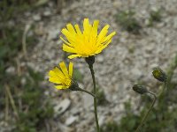 Hieracium murorum 1, Muurhavikskruid, Saxifraga-Jan van der Straaten