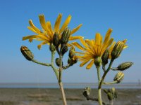 Hieracium murorum 10, Muurhavikskruid, Saxifraga-Ed Stikvoort