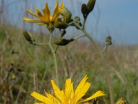 Hieracium murorum 11, Muurhavikskruid, Saxifraga-Ed Stikvoort