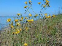 Hieracium murorum 12, Muurhavikskruid, Saxifraga-Ed Stikvoort