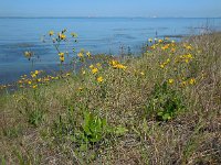 Hieracium murorum 14, Muurhavikskruid, Saxifraga-Ed Stikvoort