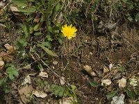 Hieracium murorum 3, Muurhavikskruid, Saxifraga-Jan van der Straaten