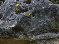 Hieracium murorum cardiophyllum 6, Saxifraga-Peter Meininger