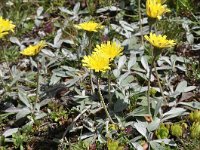 Hieracium pilosella 53, Muizenoor, Saxifraga-Harry Jans