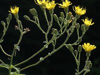 Hieracium sabaudum 1, Boshavikskruid, Saxifraga-Jan van der Straaten