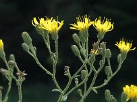 Hieracium sabaudum 2, Boshavikskruid, Saxifraga-Jan van der Straaten