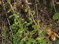 Hieracium sabaudum 3, Boshavikskruid, Saxifraga-Rutger Barendse