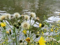 Hieracium sabaudum 4, Boshavikskruid, Saxifraga-Rutger Barendse