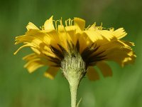 Hieracium umbellatum 43, Schermhavikskruid, Saxifraga-Sonja Bouwman  568. Schermhavikskruid - Hieracium umbellatum - Asteraceae familie (i)