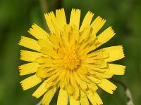 Hieracium umbellatum 44, Schermhavikskruid, Saxifraga-Sonja Bouwman  568. Schermhavikskruid - Hieracium umbellatum - Asteraceae familie (i) Zwanenwater