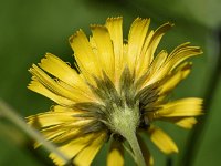 Hieracium umbellatum 48, Schermhavikskruid, Saxifraga-Sonja Bouwman  568. Schermhavikskruid - Hieracium umbellatum - Asteraceae familie (i)