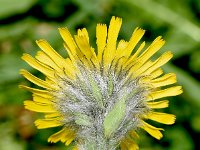 Hieracium villosum 17, Saxifraga-Sonja Bouwman  Hieracium villosum