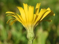 Hieracium vulgatum 10, Dicht havikskruid, Saxifraga-Sonja Bouwman