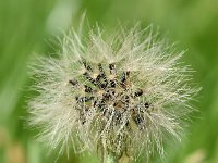 Hieracium vulgatum 8, Dicht havikskruid, Saxifraga-Sonja Bouwman