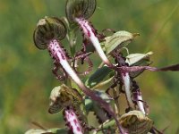 Himantoglossum hircinum 64, Bokkenorchis, Saxifraga-Hans Dekker