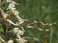 Himantoglossum hircinum 65, Bokkenorchis, Saxifraga-Hans Dekker