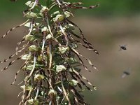 Himantoglossum hircinum 68, Bokkenorchis, Saxifraga-Hans Dekker