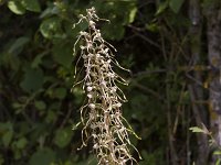 Himantoglossum hircinum 70, Bokkenorchis, Saxifraga-Jan Nijendijk