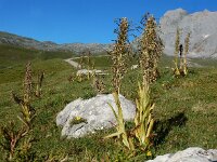 Himantoglossum hircinum 83, Bokkenorchis, Saxifraga-Ed Stikvoort : Refugio de Aliva - Sotres s9900