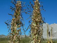 Himantoglossum hircinum 84, Bokkenorchis, Saxifraga-Ed Stikvoort : Refugio de Aliva - Sotres s9900