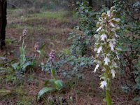 Himantoglossum robertianum 10, Hyacintorchis, Saxifraga-Ed Stikvoort