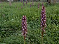 Himantoglossum robertianum 11, Hyacintorchis, Saxifraga-Ed Stikvoort