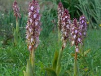 Himantoglossum robertianum 15, Hyacintorchis, Saxifraga-Ed Stikvoort