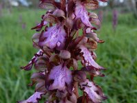 Himantoglossum robertianum 18, Hyacintorchis, Saxifraga-Ed Stikvoort