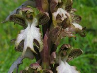 Himantoglossum robertianum 20, Hyacintorchis, Saxifraga-Ed Stikvoort